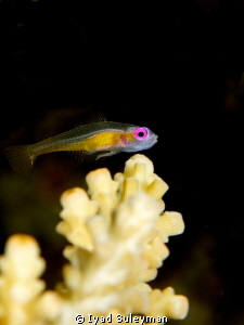 Purple-eyed goby by Iyad Suleyman 